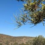 Acacia aneura Leaf