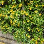 Hypericum monogynum Habitus