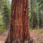 Sequoiadendron giganteumCasca