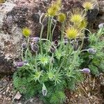 Pulsatilla ambigua Habit