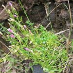 Centaurium scilloides عادت داشتن