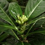 Chassalia gaertneroides Otro
