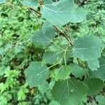 Populus tremula Blatt