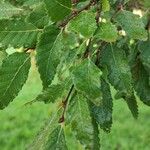 Nothofagus obliqua Hoja