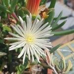 Lampranthus multiradiatus Květ