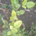 Pterocarpus santalinus Leaf