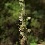 Goodyera oblongifolia Λουλούδι