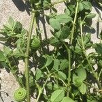 Medicago scutellata Fleur