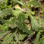 Biscutella arvernensis Nyingine