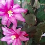 Rhipsalidopsis gaertneri Kwiat