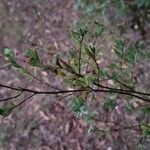 Hypericum hypericoides Leaf