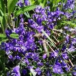 Polygala alpina Flor