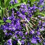 Polygala alpina Fleur