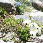 Androsace obtusifolia Likasa