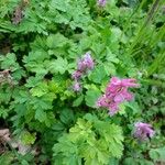 Corydalis cavaFlower