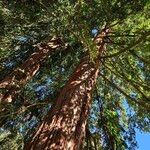 Sequoia sempervirens Habitat