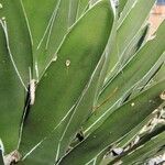 Agave victoriae-reginae Листок