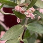 Aeschynanthus radicans Flower