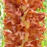 Orobanche rapum-genistae Flower