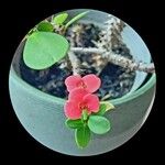Euphorbia milii Floare