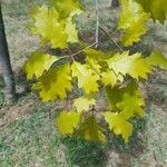 Quercus rubra برگ