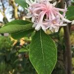 Dais cotinifolia Flower