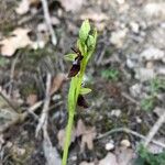 Ophrys insectifera Flor