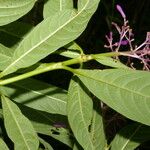 Palicourea angustifolia Flor