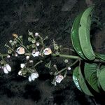Adelobotrys adscendens Flor