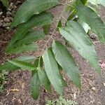 Ipomoea arborescens Leaf
