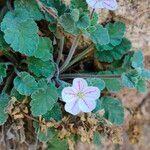 Erodium corsicum Blomst