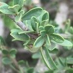 Maerua parvifolia Leaf