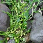 Cochlearia officinalis Mosusu