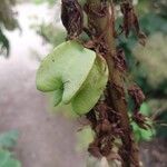 Melianthus major Frucht