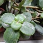 Crassula multicava পাতা