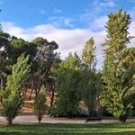 Populus nigraPokrój