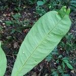 Garcinia benthamiana Leaf