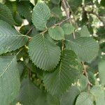 Ulmus laevis পাতা