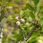 Quercus salicifolia Fruit