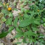 Bidens connata Blad