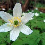 Anemonoides nemorosa Flower