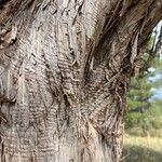 Juniperus osteosperma 樹皮