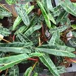 Philodendron billietiae Hoja