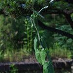 Cynanchum rostellatum Hoja