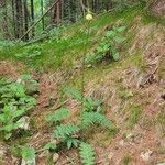 Cirsium erisithales Habit