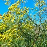 Senecio brasiliensis Hábito