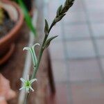 Haworthia retusa Flor