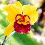 Cattleya spp. Flower