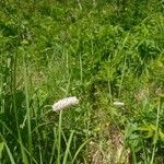 Plantago maxima Leaf