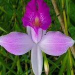 Arundina graminifolia Flors